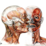 TEMARIO DE ANATOMÍA HUMANA