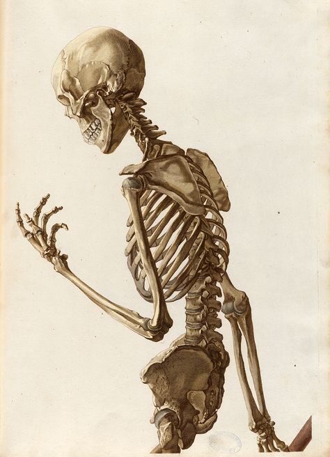 Generalidades del esqueleto