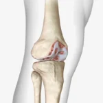 Generalidades de las articulaciones