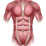 Generalidades de los músculos 