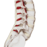 Articulaciones de la columna vertebral