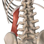 Músculos profundos de la espalda