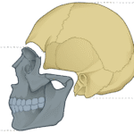 Esqueleto del cráneo y de la cara