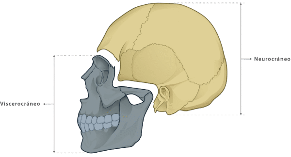 Esqueleto del cráneo y de la cara