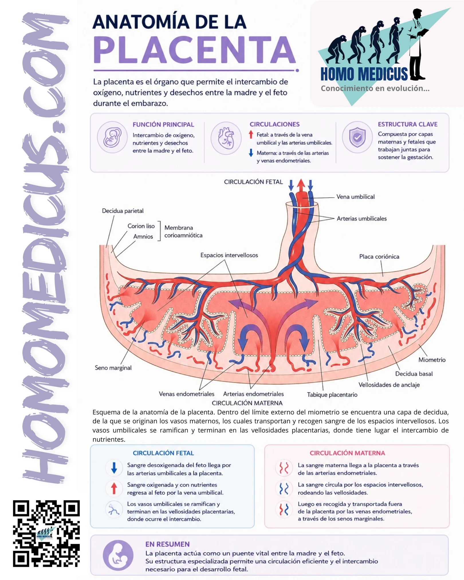 ANATOMÍA DE LA PLACENTA