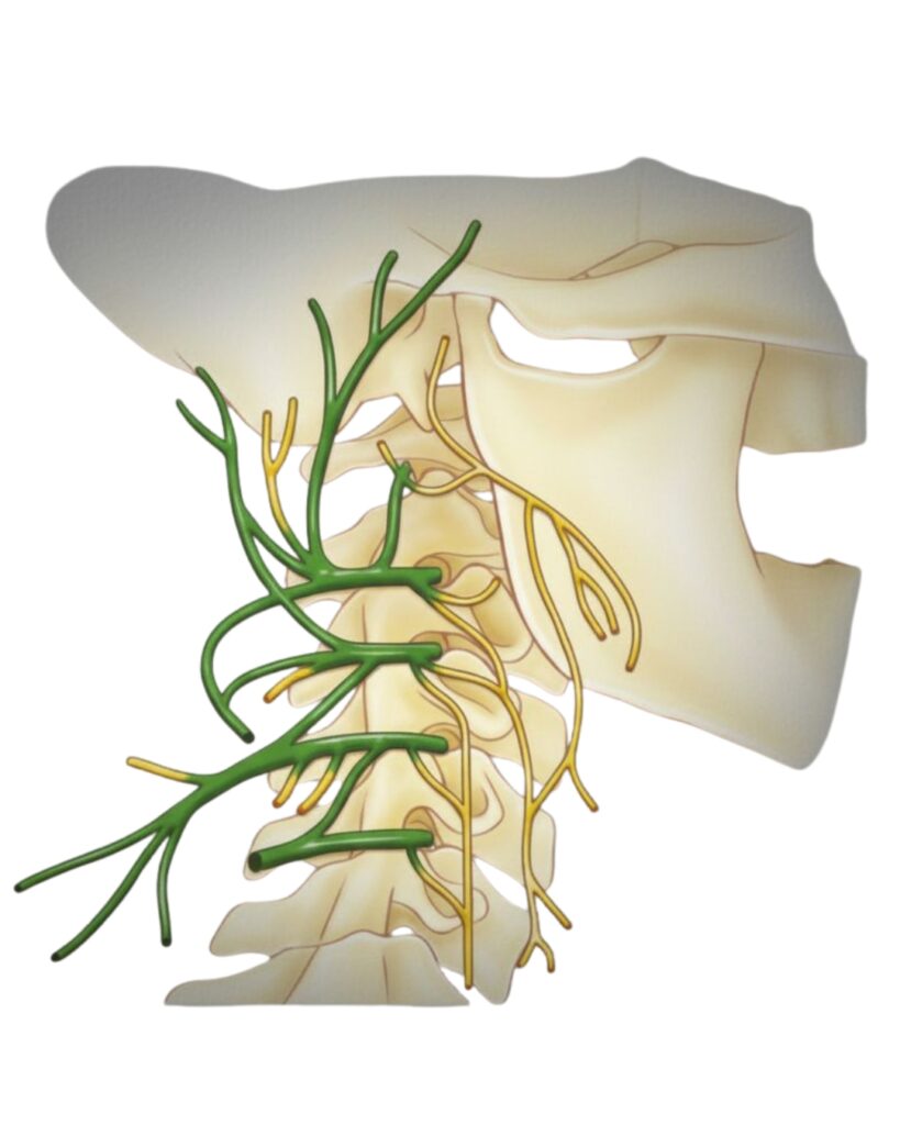 Plexo cervical
