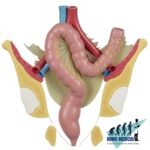 Colon sigmoide (colon pelviano)