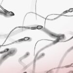 Factores que afectan la espermatogénesis