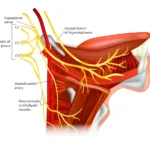 Nervio glosofaríngeo (lX par craneal)