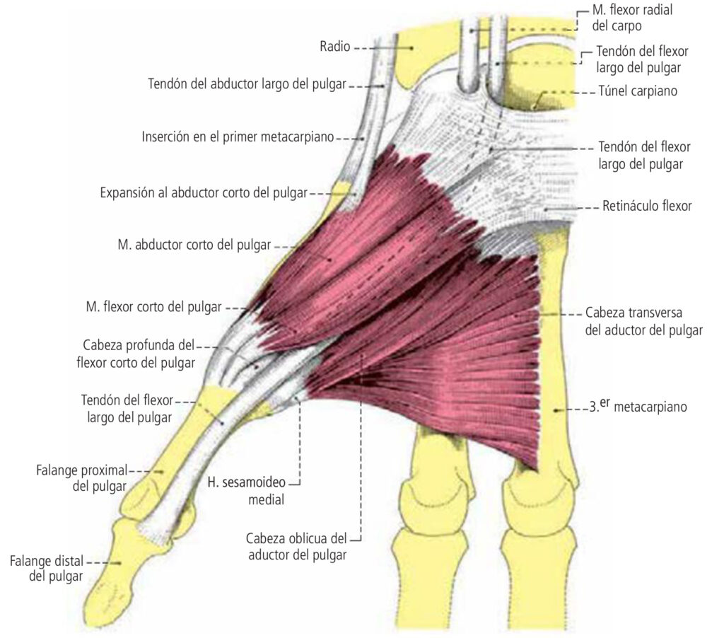 Músculos de la eminencia tenar