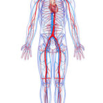 Anatomía de las arterias y venas de la circulación mayor
