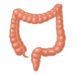 Anatomía del Intestino grueso