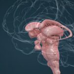 Configuración interna del tronco encefálico