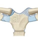 Articulación esternoclavicular