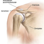 Articulación acromioclavicular