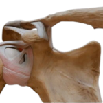 Articulación glenohumeral (escapulohumeral)