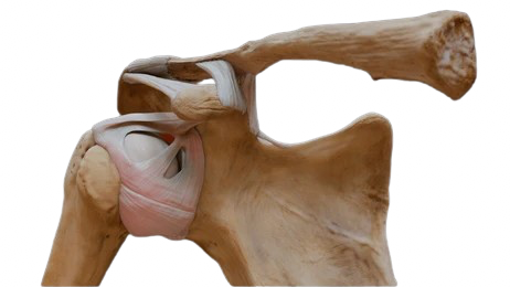 Articulación glenohumeral (escapulohumeral)