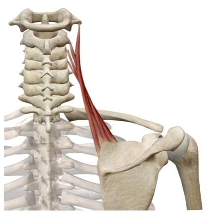 Músculo elevador de la escápula