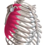 Músculo serrato anterior