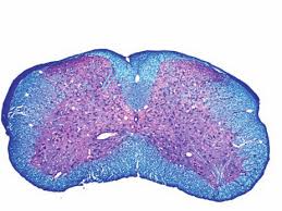 Sistematización de la sustancia gris