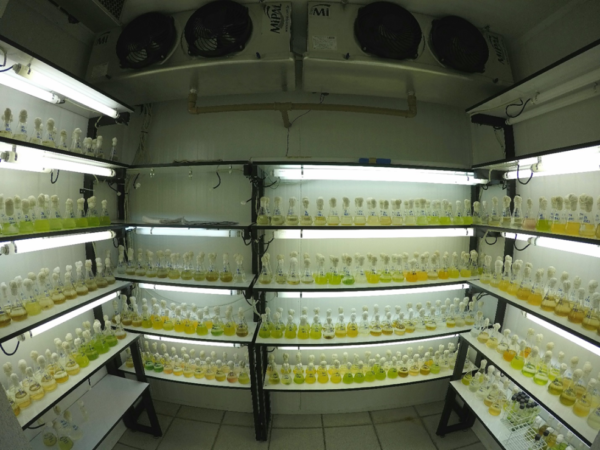 Banco y almacenamiento de microorganismos