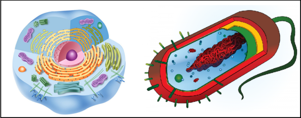 Diferencias entre eucariotas y procariotas