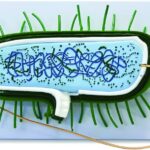 Estructuras citoplasmáticas bacterianas