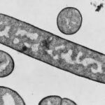 Estructura y biosíntesis de los componentes principales de la pared celular bacteriana