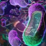 Transcripción y traducción genética en bacterias
