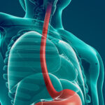 Relaciones anatómicas del esófago