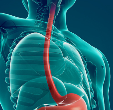 Relaciones anatómicas del esófago