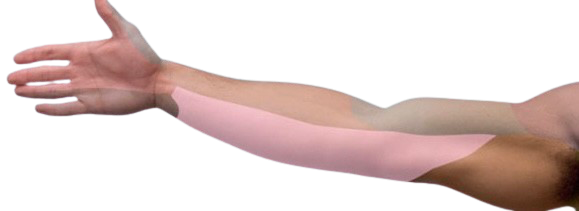 nervio cutáneo antebraquial medial (braquial cutáneo interno)