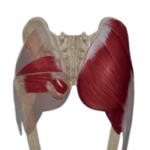 Músculo glúteo menor
