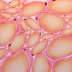 El tejido adiposo como órgano secretor endocrino