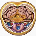 Espacios celulosos del cuello