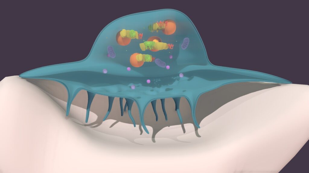 Osteoclastos, células vinculados al sistema fagocítico