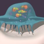 Osteoclastos, células vinculados al sistema fagocítico