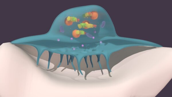 Osteoclastos, células vinculados al sistema fagocítico
