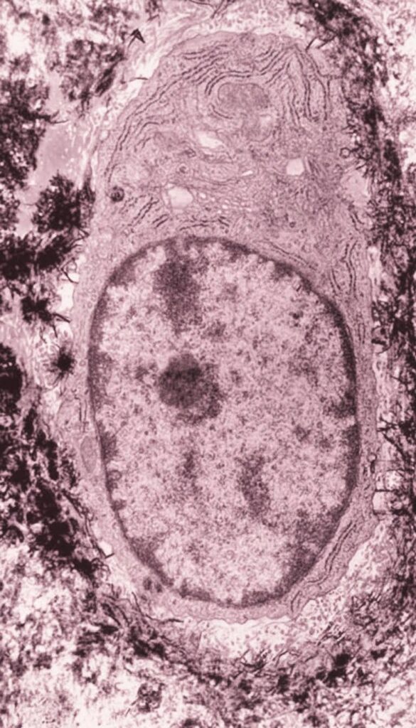 Naturaleza celular y diferenciación del osteocito