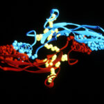 La superfamilia del Factor de Crecimiento Transformante Beta y su papel en el desarrollo y mantenimiento óseo