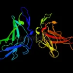 Factor de crecimiento similar a la insulina tipo 2