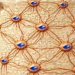 Sistema lacuno-canalicular osteocitario