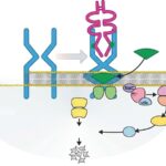 Agonistas del receptor de trombopoyetina en trombocitopenia por neoplasias hematológicas