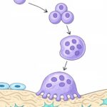 Origen de los osteoclastos