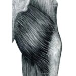 Fascia glútea