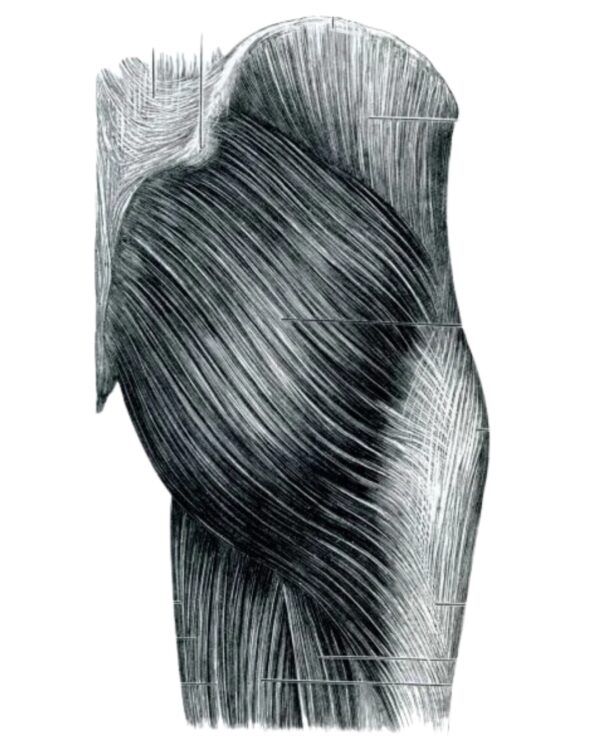 Fascia glútea