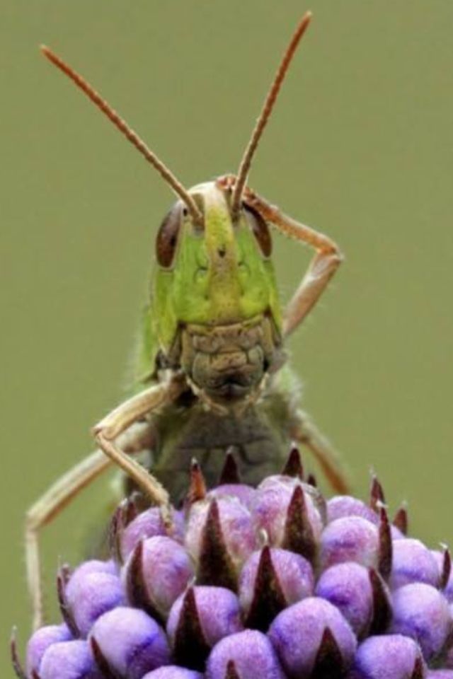 ¿Los insectos pueden tener consciencia?