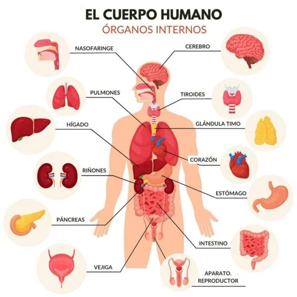 ¿Cómo estan formados los órganos?