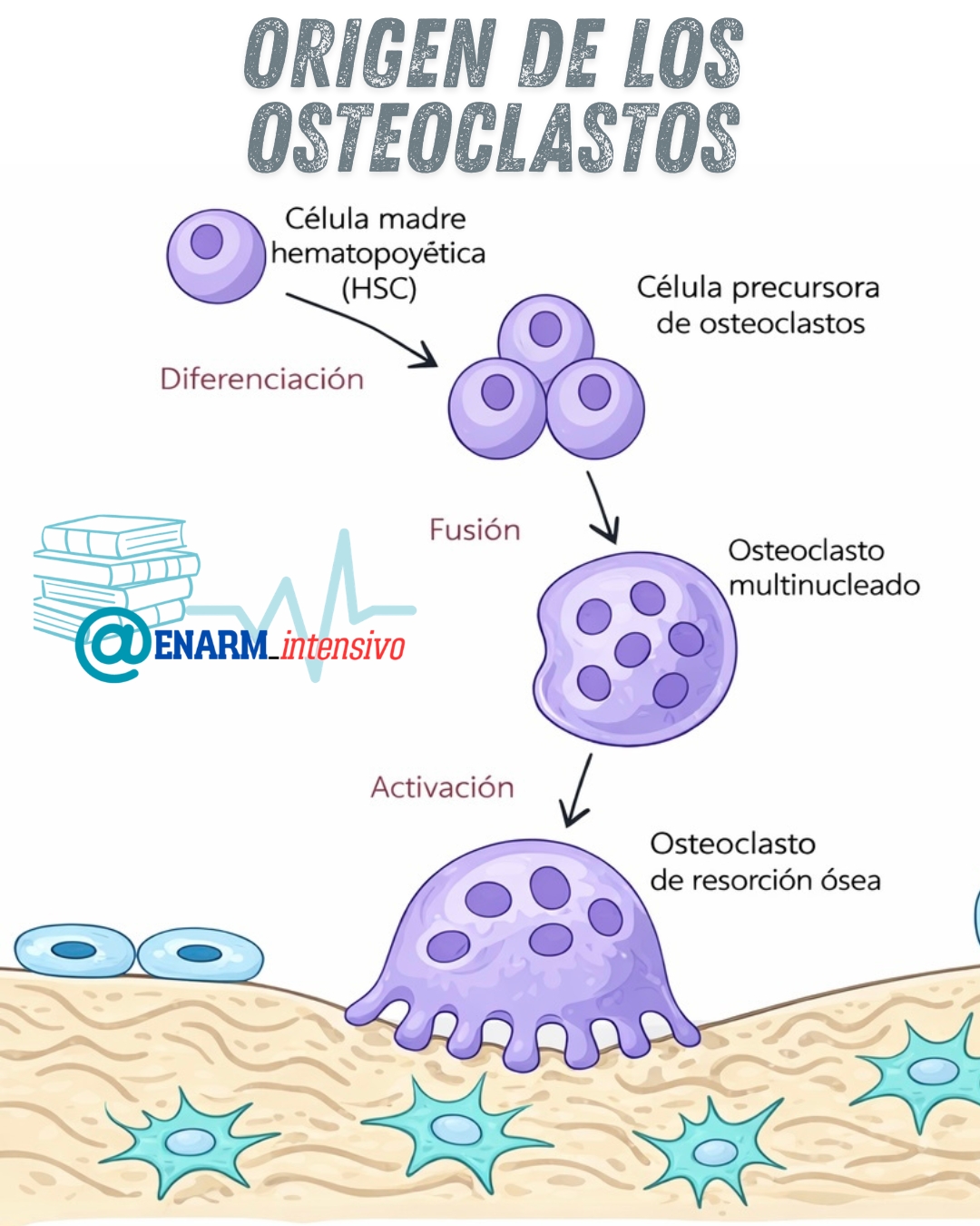 Origen de los osteoclastos