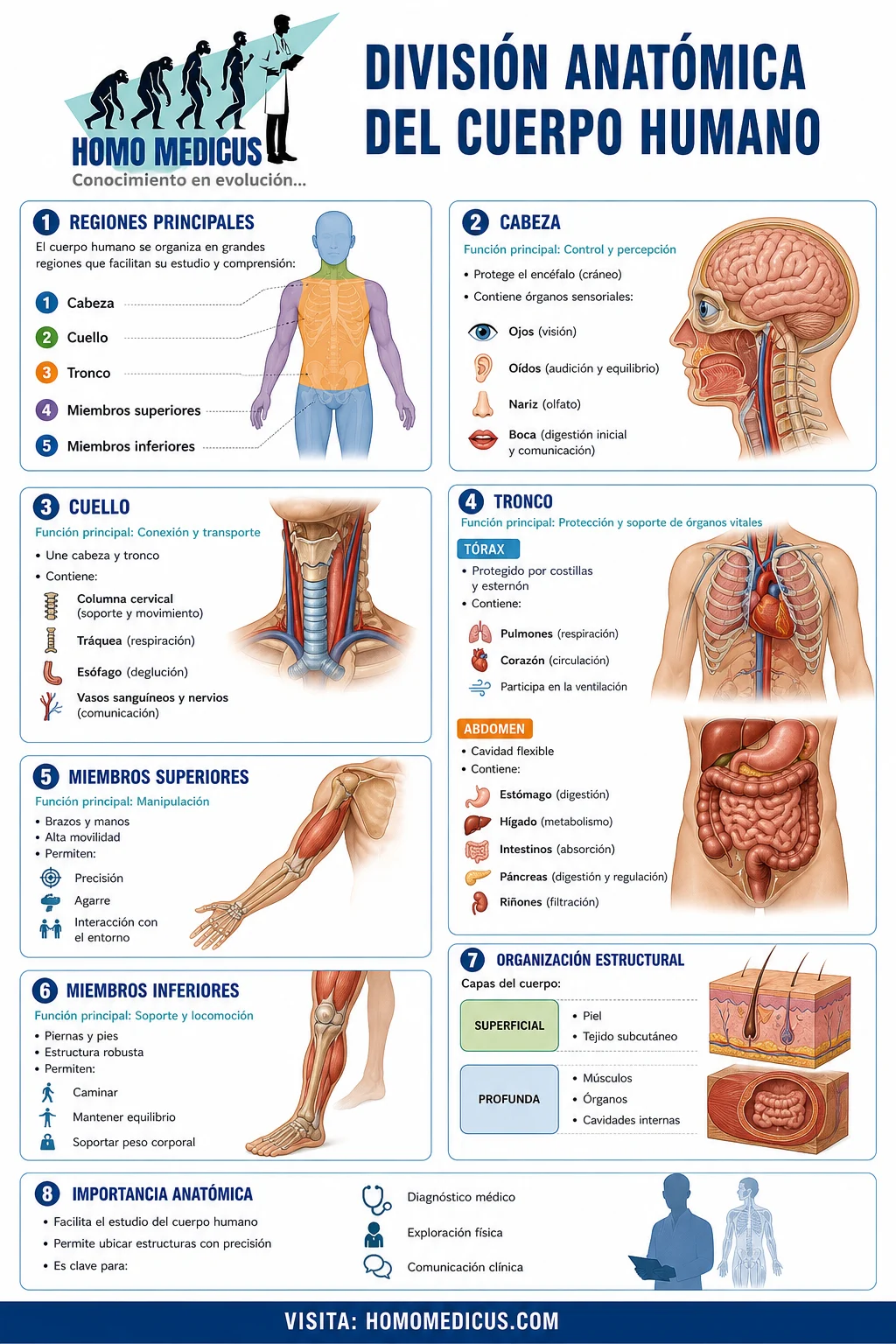 DIVISIÓN ANATÓMICA DE CUERPO HUMANO